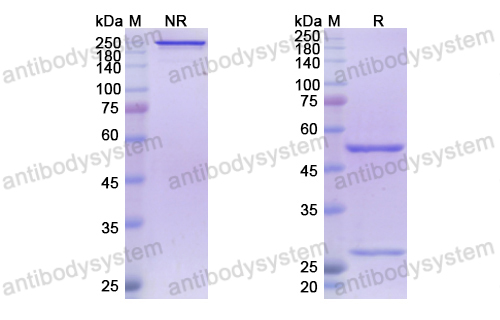 [Antibodysytem] Research Grade Atoltivimab