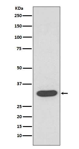 [Genscript] CDK4 Antibody, mAb, Rabbit