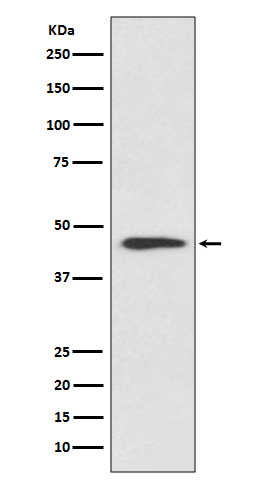 [Genscript] Cyclin B2 Antibody, mAb, Rabbit