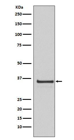 [Genscript] Cyclin H Antibody, mAb, Rabbit