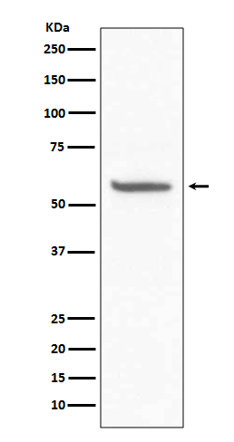 [Genscript] Basigin Antibody, mAb, Rabbit