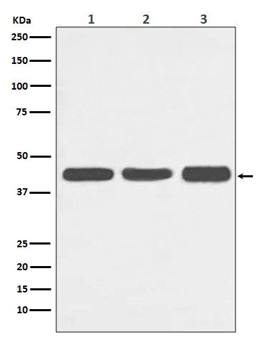 [Genscript] p-PTEN (S380) Antibody, mAb, Rabbit