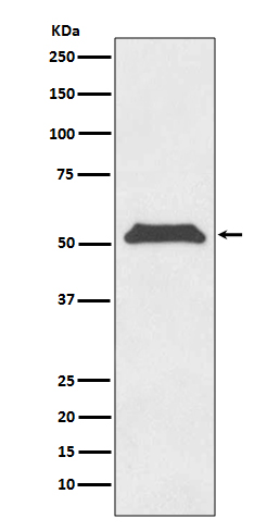 [Genscript] TERF1 Antibody, mAb, Rabbit