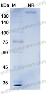 [Antibodysystem] Research Grade Tafasitamab