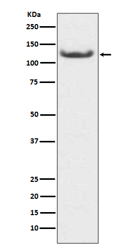 [Genscript] HDAC7 Antibody, mAb, Rabbit