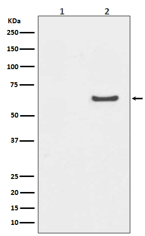[Genscript] p-AKT1 (S129) Antibody, mAb, Rabbit