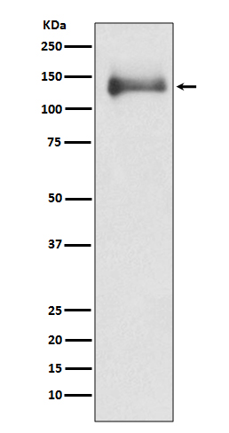 [Genscript] 14-3-3 alpha/beta Antibody, mAb, Rabbit