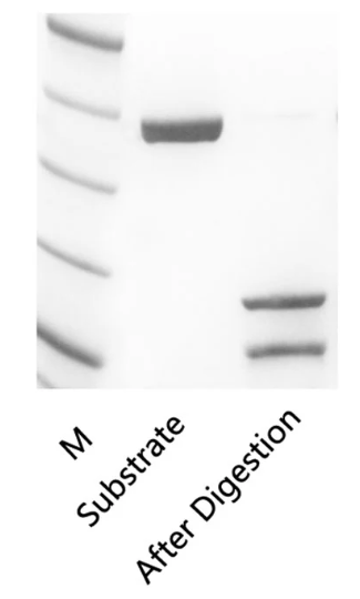 [YEASEN] Cleavage Control Protein (Enterokinase)