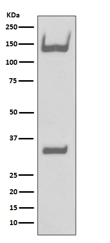 [Genscript] Trk A/B/C Antibody, mAb, Rabbit