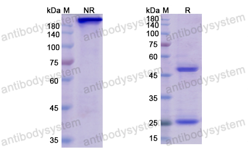 [Antibodysystem] Research Grade Belantamab