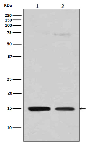 [Genscript] MonoMethyl-Histone H3 (R128) Antibody, mAb, Rabbit