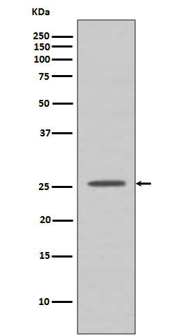 [Genscript] Bcl 2 A1 Antibody, mAb, Rabbit