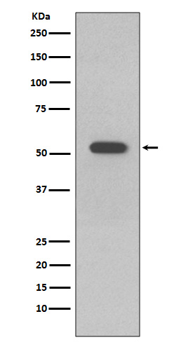 [Genscript] Cytokeratin 10 Antibody, mAb, Rabbit