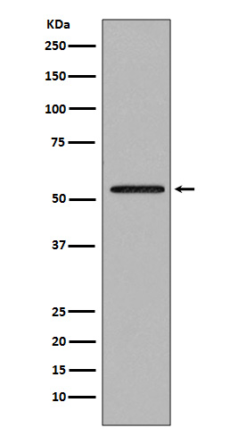 [Genscript] SMAD2 Antibody, mAb, Rabbit
