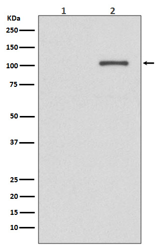 [Gencript] p-IRE1 alpha (S724) Antibody, mAb, Rabbit