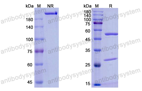 [Antibodysystem] Research Grade Inebilizumab