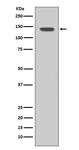 [Genscript] FGFR1 Antibody, mAb, Rabbit