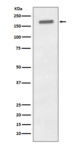 [Genscript] p-EGFR (Y1197) Antibody, mAb, Rabbit