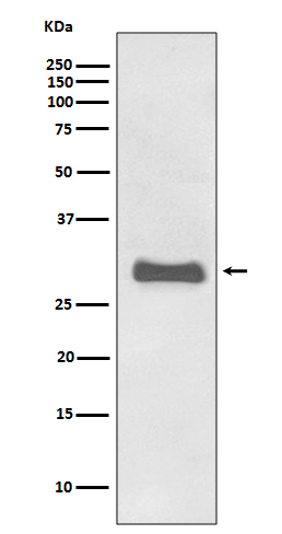 [Genscript] Major prion protein Antibody, mAb, Rabbit