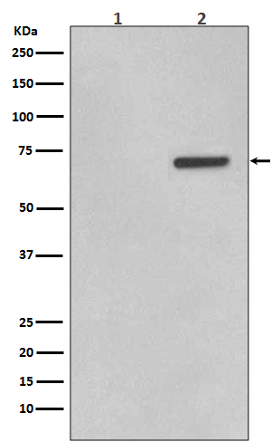 [Genscript] p-ATF2 (T71) Antibody, mAb, Rabbit