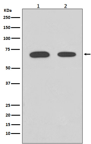 [Genscript] Chk2 Antibody, mAb, Rabbit