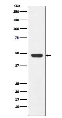 [Genscript] GAP43 Antibody, mAb, Rabbit