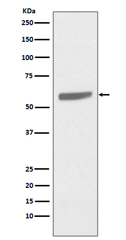 [Genscript] Cytokeratin 5 Antibody, mAb, Rabbit