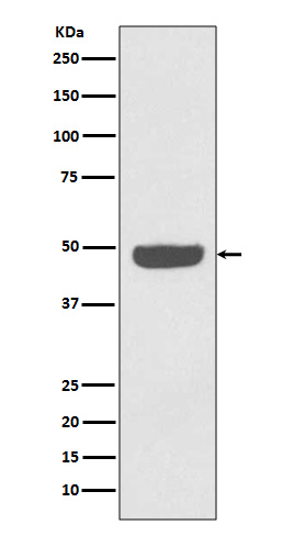 [Genscript] gamma Enolase Antibody, mAb, Rabbit