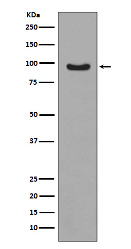 [Genscript] p-FOXO3A (S253) Antibody, mAb, Rabbit