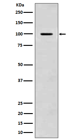 [Genscript] Amyloid beta A4 Antibody, mAb, Rabbit