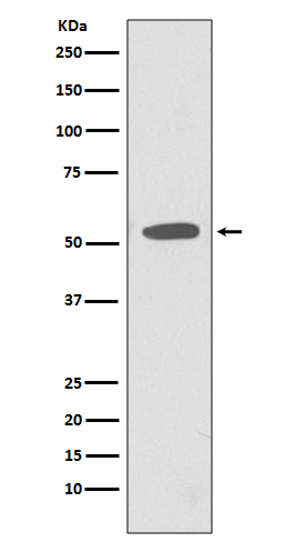 [Genscript] CD47 Antibody, mAb, Rabbit
