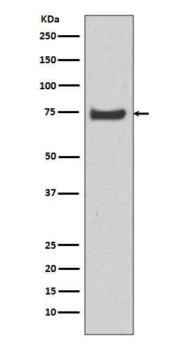 [Genscript] Hsp70 12A Antibody, mAb, Rabbit