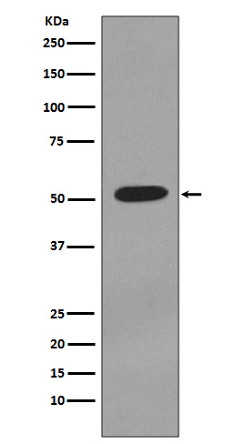 [Genscript] Cytokeratin 7 Antibody, mAb, Rabbit