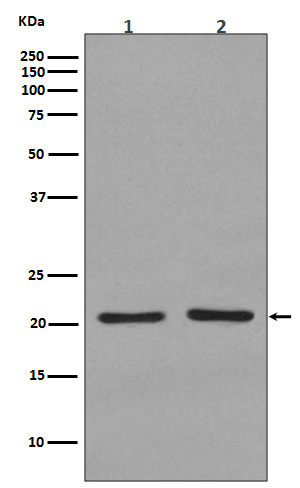 [Genscript] Ras Antibody, mAb, Rabbit