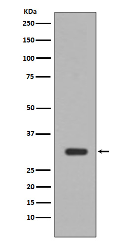 [Genscript] PIM1 Antibody, mAb, Rabbit