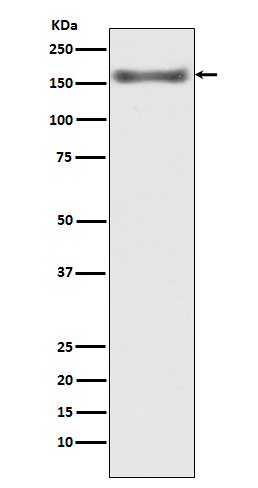 [Genscript] ASK1 Antibody, mAb, Rabbit