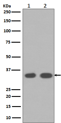 [Genscript] Cyclin D1 Antibody, mAb, Rabbit