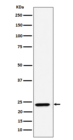 [Genscript] DNAJC12 Antibody, mAb, Rabbit