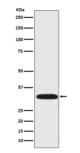 [Genscript] DARPP 32 Antibody, mAb, Rabbit