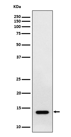 [Genscript] RNF7 Antibody, mAb, Rabbit