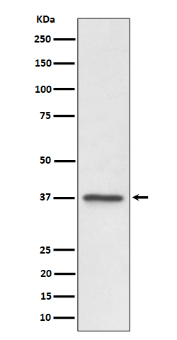[Genscript] C3orf38 Antibody, mAb, Rabbit