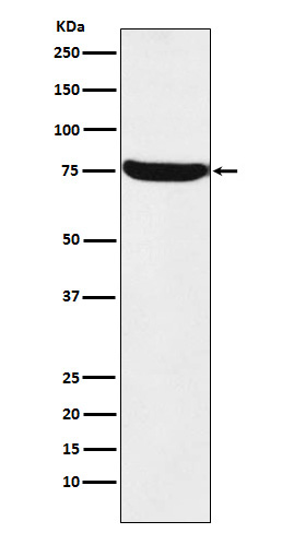 [Genscript] TRMT2A Antibody, mAb, Rabbit