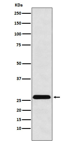 [Genscript] HLA DRB4 Antibody, mAb, Rabbit