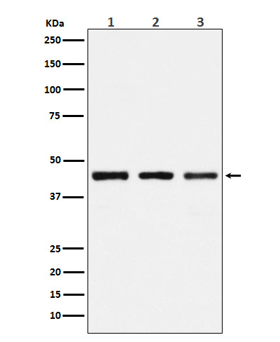 [Genscirpt] PGD Antibody, mAb, Rabbit