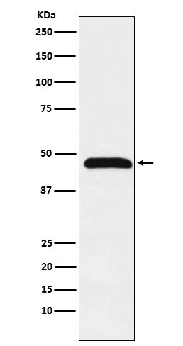 [Genscript] Caspase 1 Antibody, mAb, Rabbit