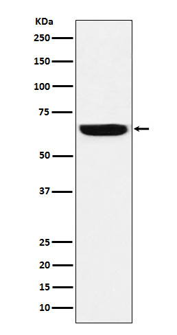[Genscript] GBP1 Antibody, mAb, Rabbit