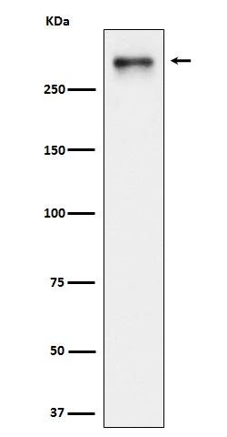 [Genscript] USP24 Antibody, mAb, Rabbit