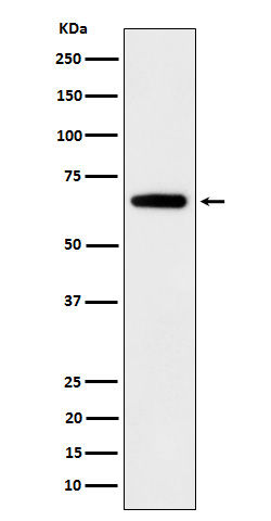 [Genscript] IGF2BP2 Antibody, mAb, Rabbit