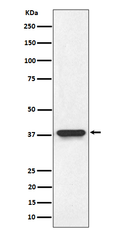 [Genscript] N myc interactor Antibody, mAb, Rabbit