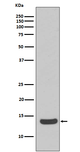 [Genscript] Histone H2A.X Antibody, mAb, Rabbit